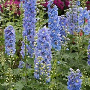 Ostróżka ogrodowa 'Magic Fountains Sky Blue with White Bee' Delphinium x hybrida