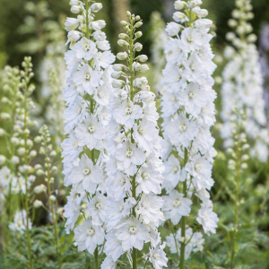 Ostróżka wielkokwiatowa 'Pacific Galahad’ Delphinium grandiflorum 'Pacific Galahad’
