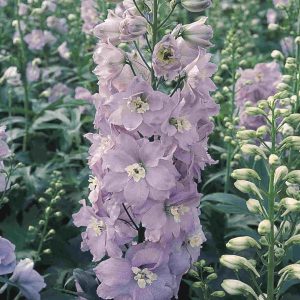 Ostróżka wielkokwiatowa 'Pacific Guinevere’ Delphinium grandiflorum 'Pacific Guinevere’