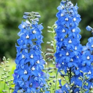 Ostróżka wielkokwiatowa 'Pacific Summer Skies’ Delphinium grandiflorum 'Pacific Summer Skies’