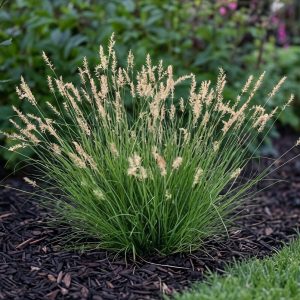 Rozplenica japońska 'Tiny Twinkler' Pennisetum alopecuroides 'Tiny Twinkler'