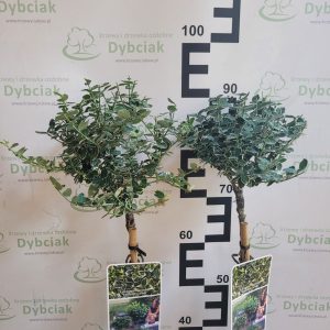 Trzmielina 'Emerald Gaiety' na pniu Euonymus fortunei 'Emerald Gaiety'2