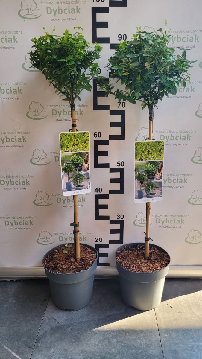 Trzmielina 'Emerald 'n Gold' na pniu Euonymus fortunei 'Emerald 'n Gold'