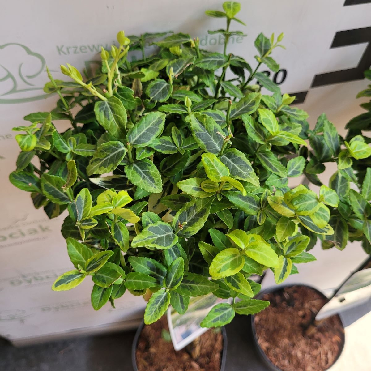 Trzmielina 'Emerald 'n Gold' na pniu Euonymus fortunei 'Emerald 'n Gold'1