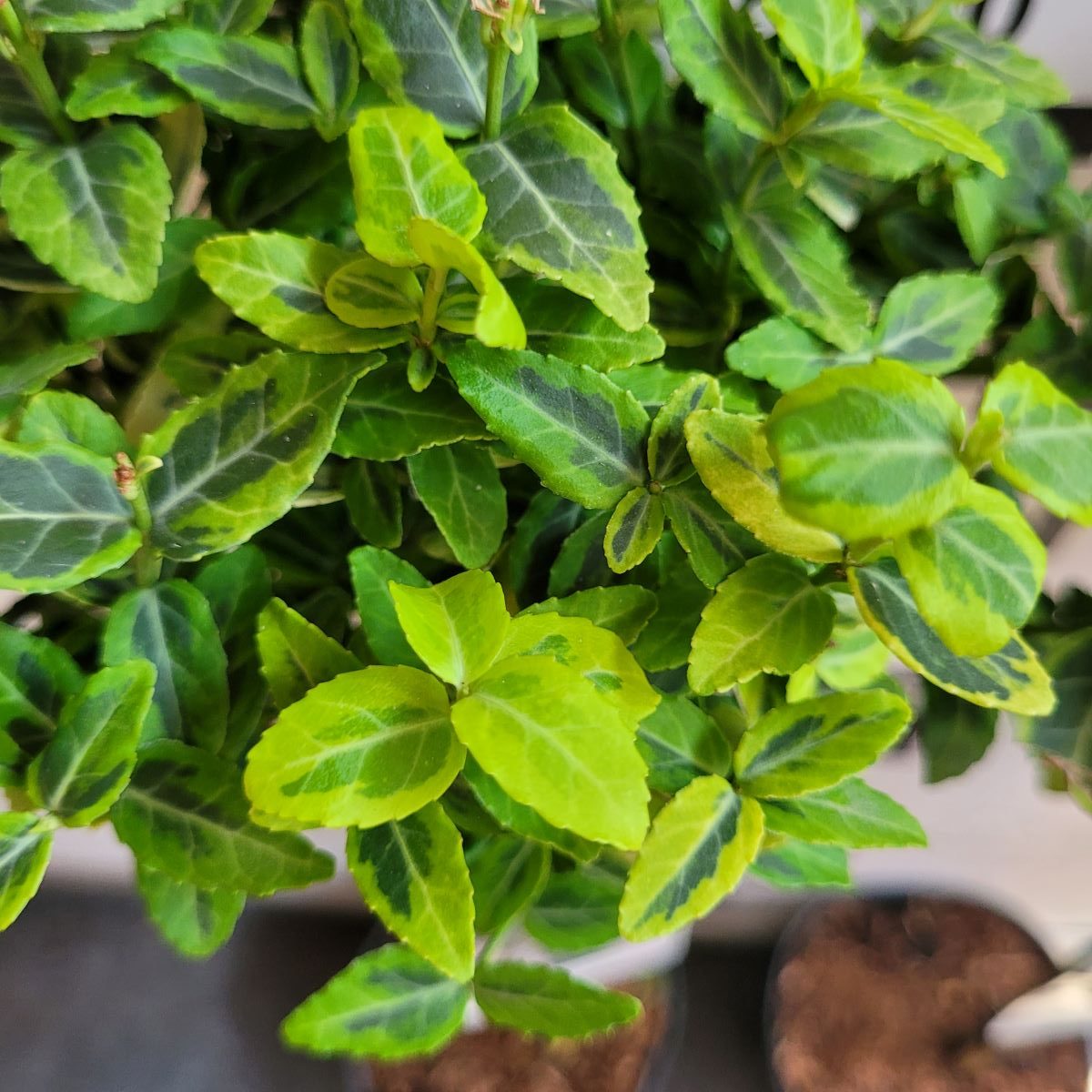Trzmielina 'Emerald 'n Gold' na pniu Euonymus fortunei 'Emerald 'n Gold'2