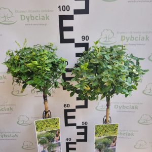 Trzmielina 'Emerald 'n Gold' na pniu Euonymus fortunei 'Emerald 'n Gold'3