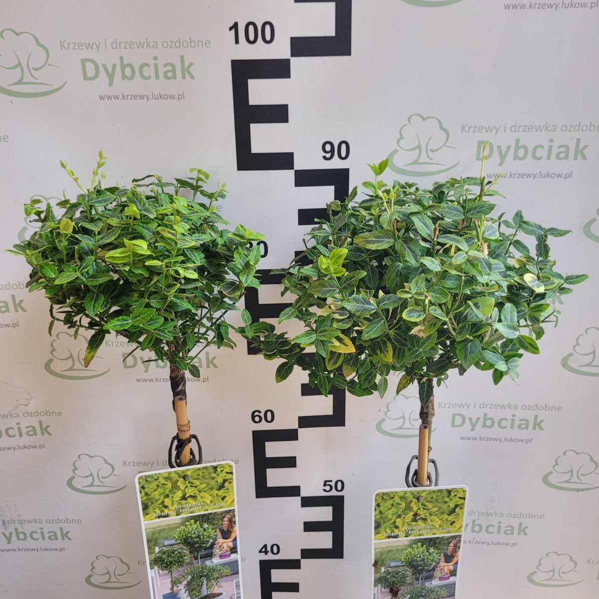 Trzmielina 'Emerald 'n Gold' na pniu Euonymus fortunei 'Emerald 'n Gold'3