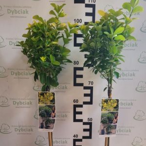 Trzmielina Japońska 'Eldorado' na Pniu Euonymus japonicus 'Eldorado'