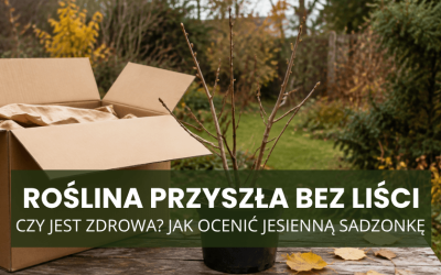 Roślina przyszła bez liści – czy jest zdrowa? Jak ocenić jesienną sadzonkę