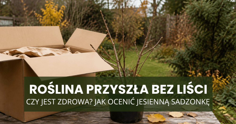 Roślina przyszła bez liści – czy jest zdrowa? Jak ocenić jesienną sadzonkę