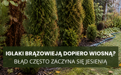 Iglaki brązowieją dopiero wiosną? Błąd często zaczyna się jesienią