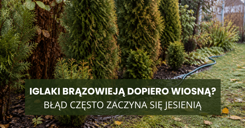 Iglaki brązowieją dopiero wiosną? Błąd często zaczyna się jesienią