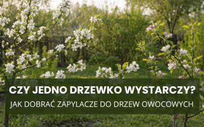 Czy jedno drzewko wystarczy? Jak dobrać zapylacze do drzew owocowych