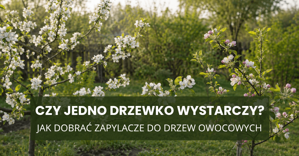 Czy jedno drzewko wystarczy? Jak dobrać zapylacze do drzew owocowych