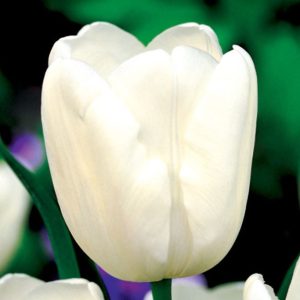 Biały tulipan Tulipa