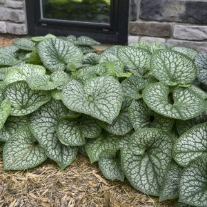 Brunnera wielkolistna 'Jack of Diamonds' Brunnera macrophylla 'Jack of Diamonds' 1