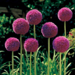 Czosnek Olbrzymi Allium Giganteum
