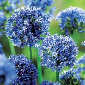 Czosnek błękitny Allium caeruleum)