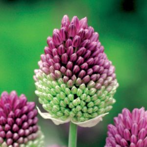 Czosnek główkowaty Allium sphaerocephalon