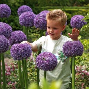 Czosnek ozdobny 'Ambassador' Allium 'Ambassador'