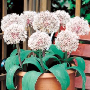 Czosnek ozdobny 'Ivory Queen' Allium karataviense 'Ivory Queen'
