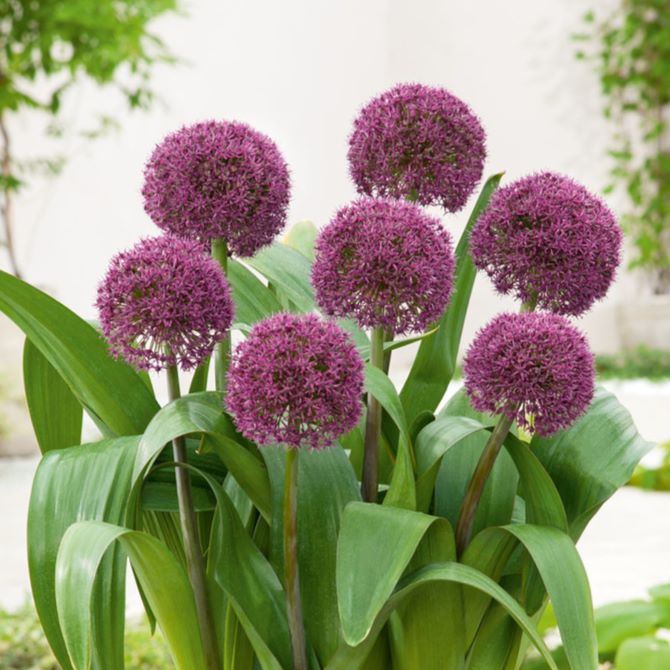 Czosnek ozdobny 'Ostara' Allium 'Ostara'