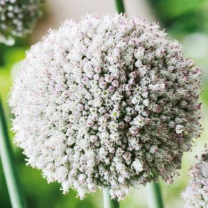 Czosnek ozdobny 'White Cloud' Allium 'White Cloud'