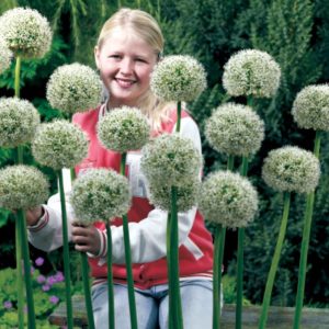 Czosnek ozdobny 'White Giant' Allium 'White Giant'
