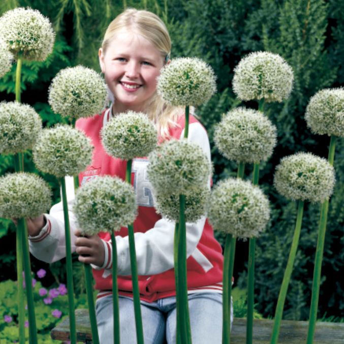 Czosnek ozdobny 'White Giant' Allium 'White Giant'