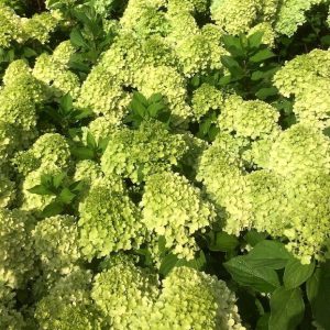 Hortensja bukietowa Mojito Hydrangea paniculata