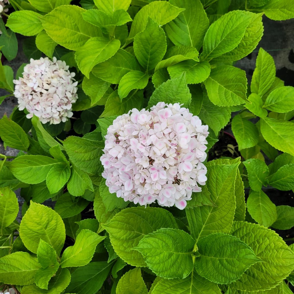 Hortensja ogrodowa 'Peppermint' Hydrangea macrophylla 'Peppermint' 1