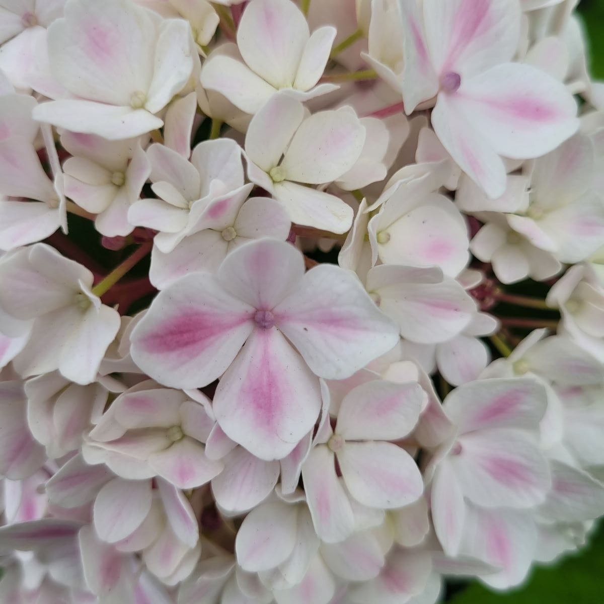Hortensja ogrodowa 'Peppermint' Hydrangea macrophylla 'Peppermint' 2