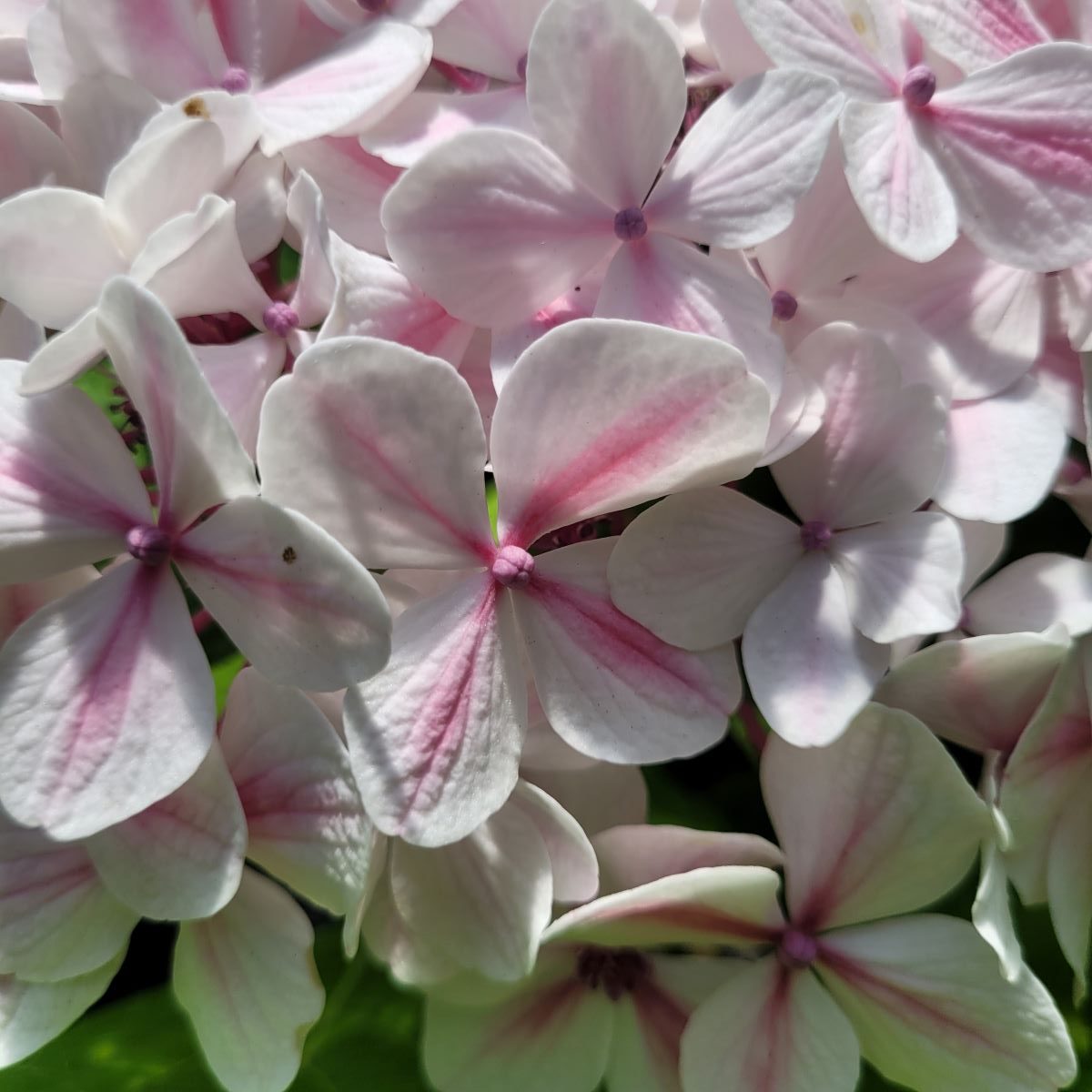 Hortensja ogrodowa 'Peppermint' Hydrangea macrophylla 'Peppermint' 3