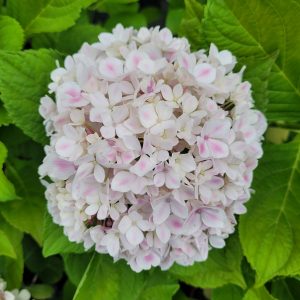 Hortensja ogrodowa 'Peppermint' Hydrangea macrophylla 'Peppermint'
