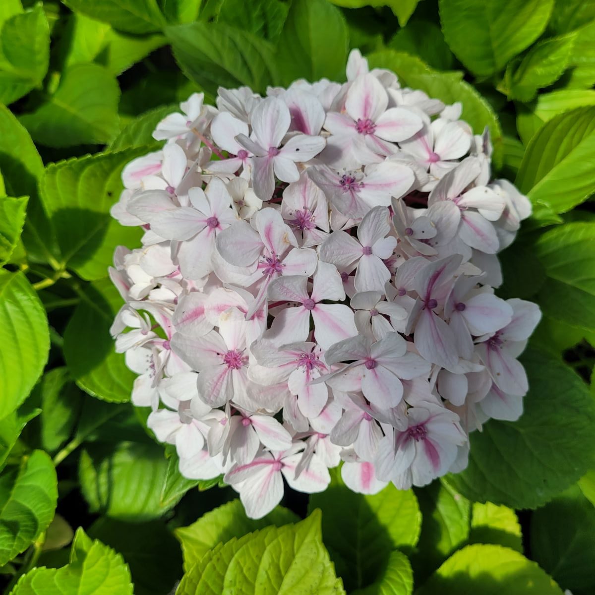 Hortensja ogrodowa 'Peppermint' Hydrangea macrophylla 'Peppermint' 4