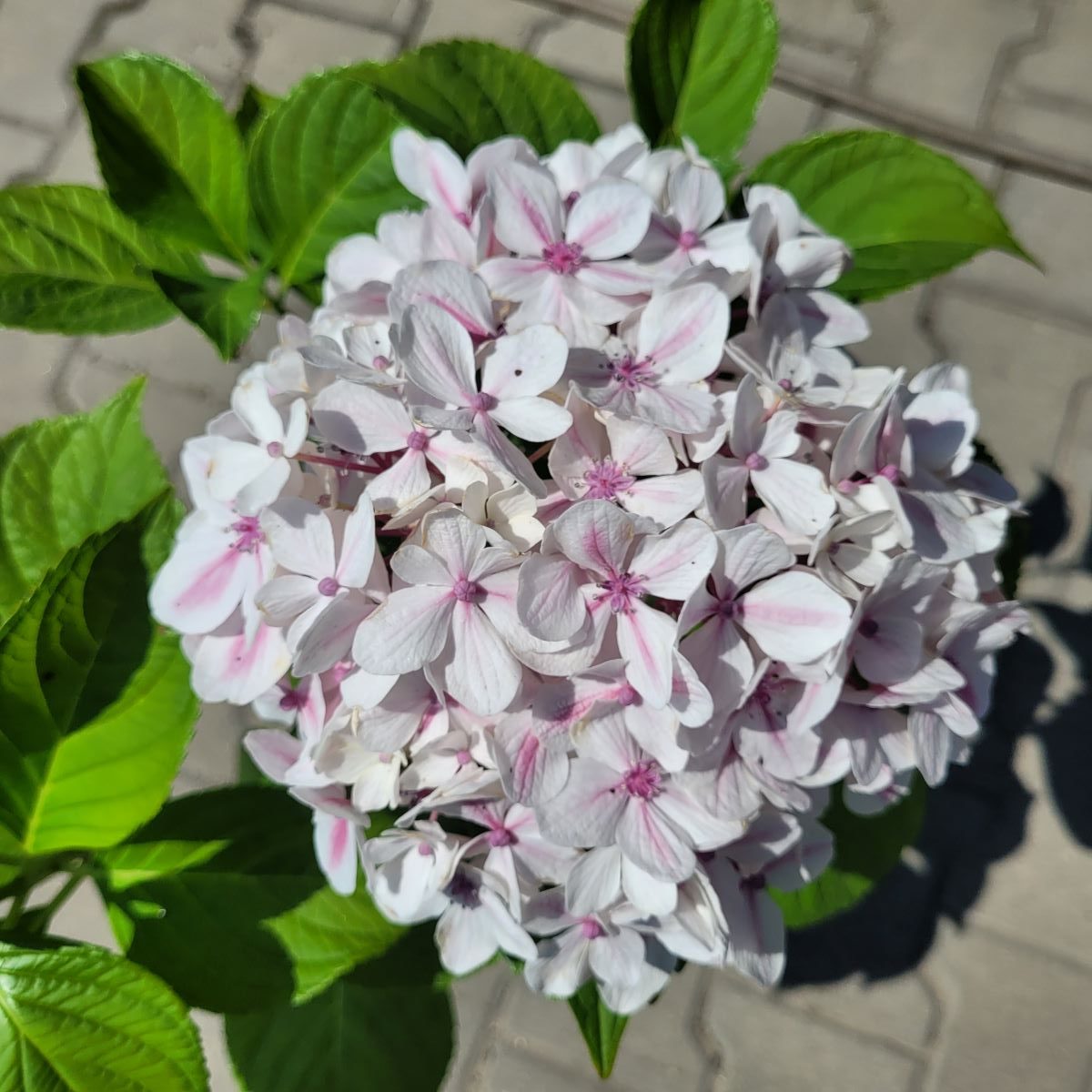 Hortensja ogrodowa 'Peppermint' Hydrangea macrophylla 'Peppermint' 5