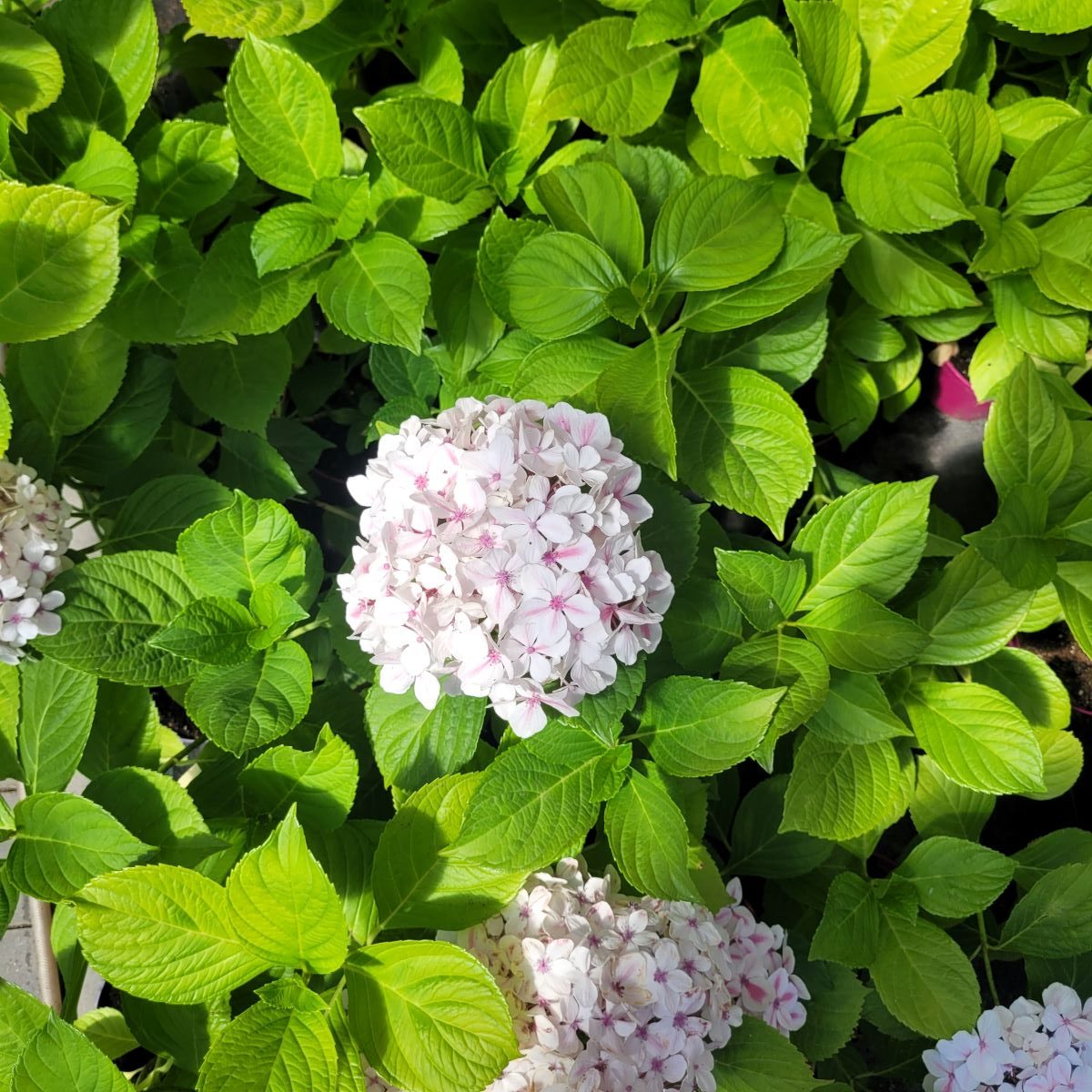Hortensja ogrodowa 'Peppermint' Hydrangea macrophylla 'Peppermint' 6