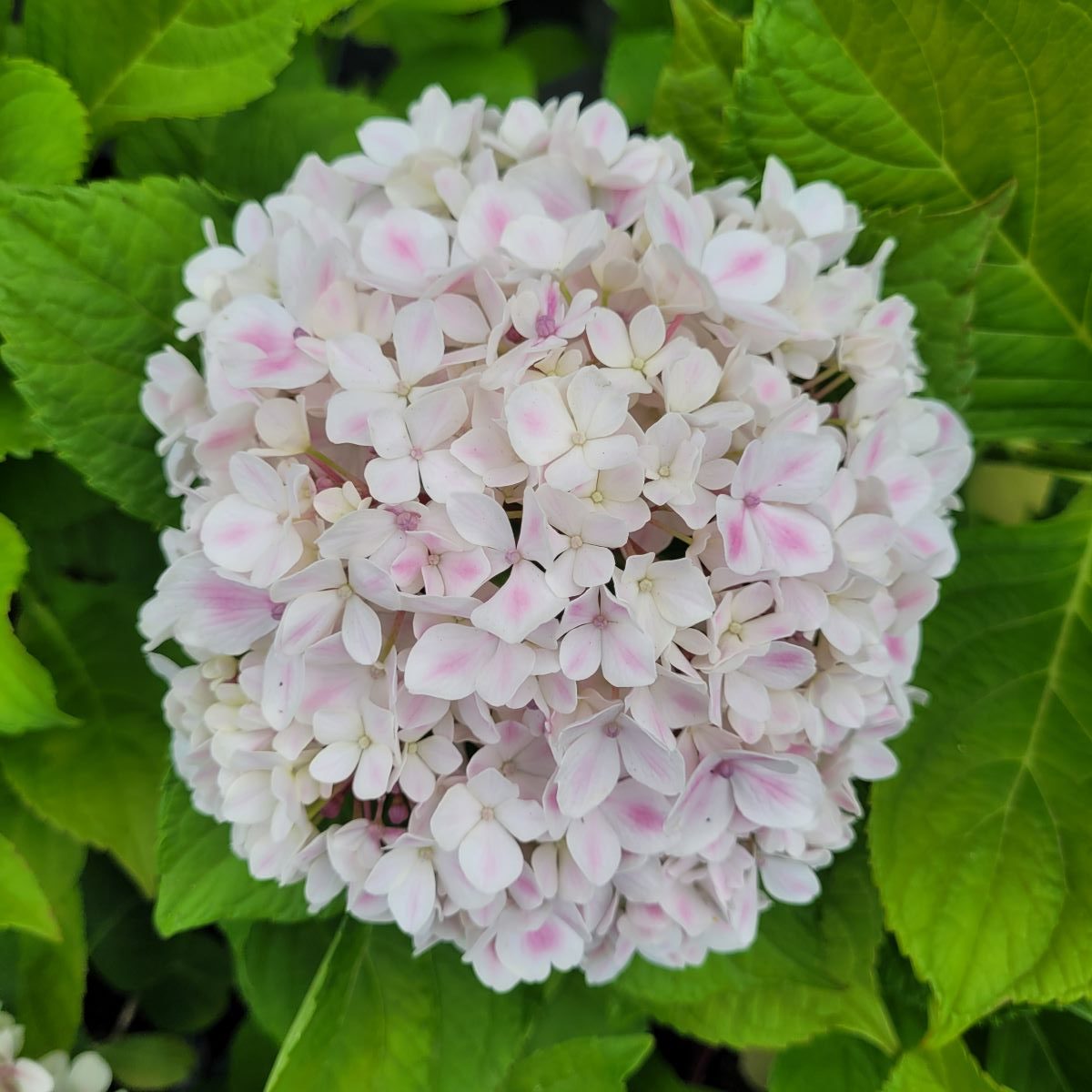 Hortensja ogrodowa 'Peppermint' Hydrangea macrophylla 'Peppermint'