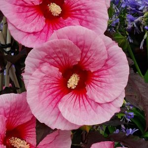 Ketmia błotna 'Big Pansy' Hibiscus moscheutos 'Big Pansy'