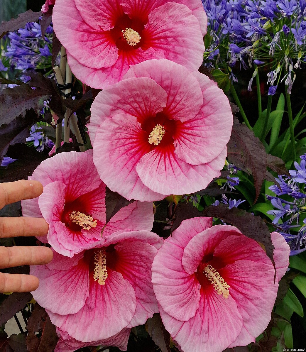 Ketmia błotna 'Big Pansy' Hibiscus moscheutos 'Big Pansy'1