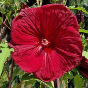 Ketmia błotna 'Burgundy Velvet' Hibiscus moscheutos 'Burgundy Velvet'