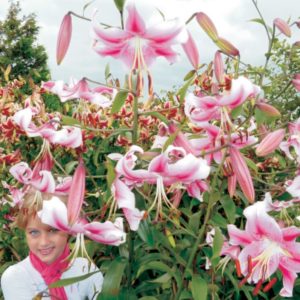 Lilia drzewiasta 'Anastasia' Lilium OT 'Anastasia'