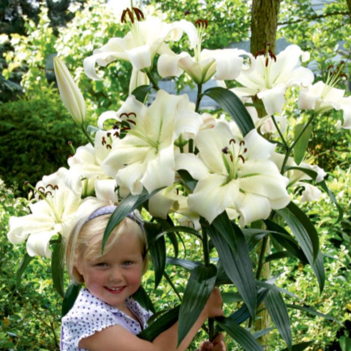 Lilia drzewiasta 'Pretty Woman' Lilium OT 'Pretty Woman'