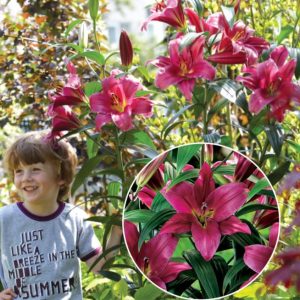 Lilia drzewiasta 'Purple Prince' Lilium OT 'Purple Prince'