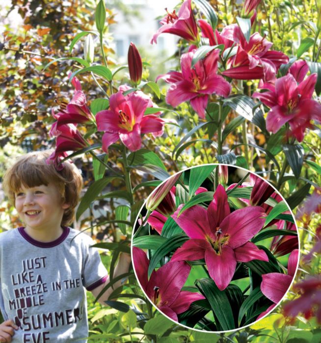 Lilia drzewiasta 'Purple Prince' Lilium OT 'Purple Prince'