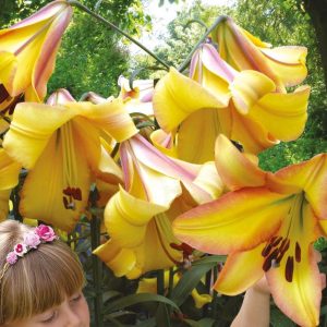 Lilia drzewiasta 'Rising Moon' Lilium OT 'Rising Moon'