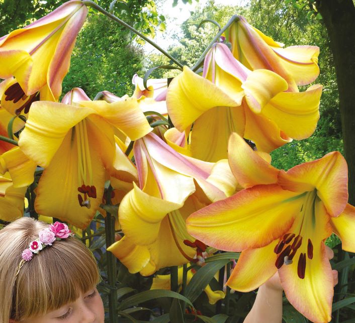 Lilia drzewiasta 'Rising Moon' Lilium OT 'Rising Moon'
