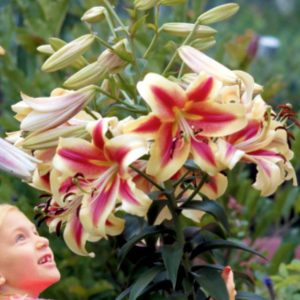 Lilia drzewiasta 'Robert Swanson' Lilium OT 'Robert Swanson'