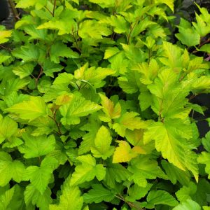 Pęcherznica kalinolistna 'Luteus' Physocarpus opulifolius 'Luteus'
