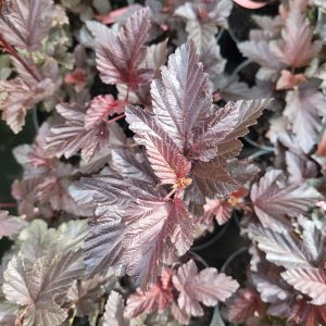 Pęcherznica kalinolistna 'Zdechovice' Physocarpus opulifolius 'Zdechovice'